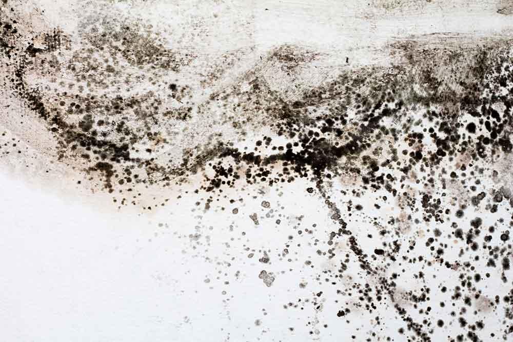 Black Mold